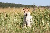 FOX TERRIER 022